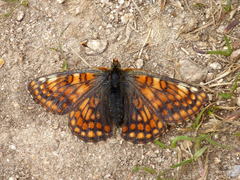 Euphydryas cynthia