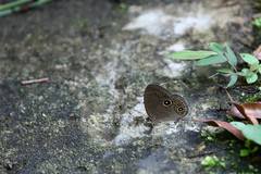 Lethe butleri