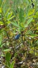 Lonicera villosa