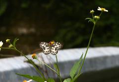 Abraximorpha davidii