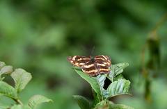 Symbrenthia lilaea formosanus