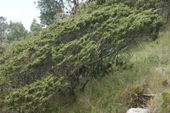 Juniperus monticola