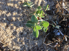 Atriplex cristata