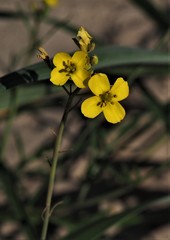 Diplotaxis tenuifolia