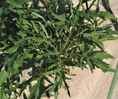 Diplotaxis tenuifolia