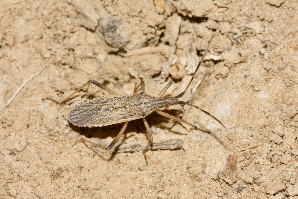 Dicranocephalus aroonanus