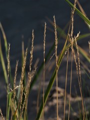 Poaceae