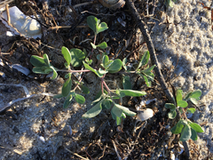 Atriplex cristata