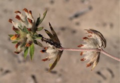 Anthyllis vulneraria