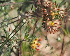 Anthyllis vulneraria