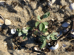 Atriplex cristata