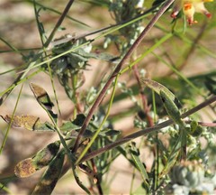 Anthyllis vulneraria
