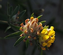 Anthyllis vulneraria