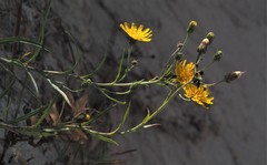Hieracium umbellatum