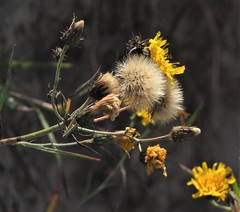 Hieracium umbellatum