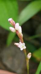Persicaria jucunda