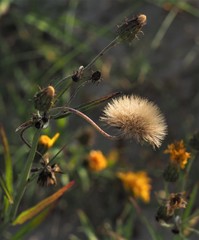 Hieracium umbellatum