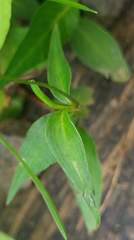 Persicaria jucunda