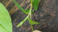 Persicaria jucunda