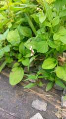Persicaria jucunda