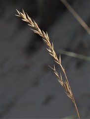 Poaceae