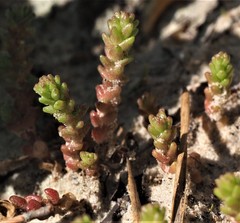 Sedum acre
