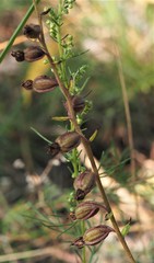 Epipactis atrorubens