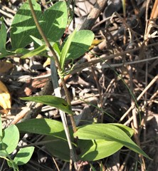 Epipactis atrorubens