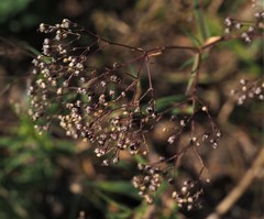 Gypsophila paniculata
