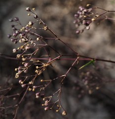 Gypsophila paniculata