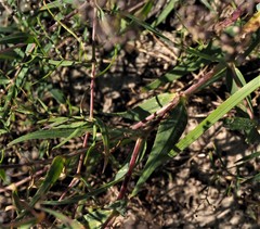 Gypsophila paniculata