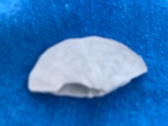 Echinarachnius parma