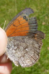 Erebia tyndarus