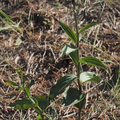 Epipactis atrorubens