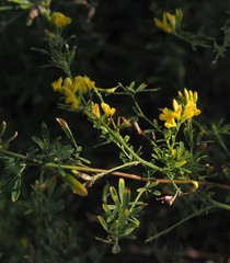 Medicago falcata