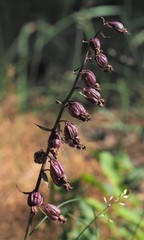 Epipactis atrorubens