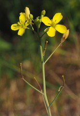 Diplotaxis tenuifolia