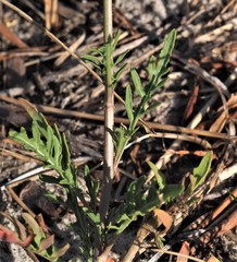 Diplotaxis tenuifolia
