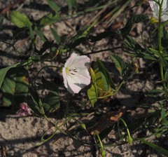 Convolvulus arvensis