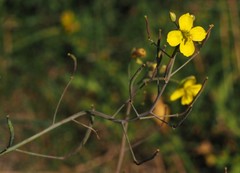 Diplotaxis tenuifolia