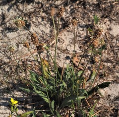 Plantago lanceolata