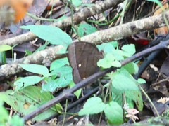 Thaumantis hainana