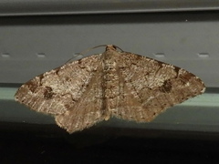 Macaria pinistrobata