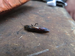 Elaphroptera