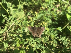 Erynnis lucilius