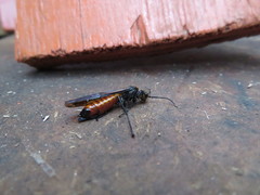 Elaphroptera