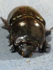 Oryctini