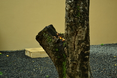 Melanerpes aurifrons