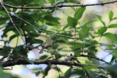 Myiornis auricularis