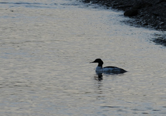 Mergus merganser